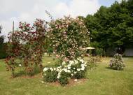 Villa Giustiniani – Fotogallery il Roseto – 27